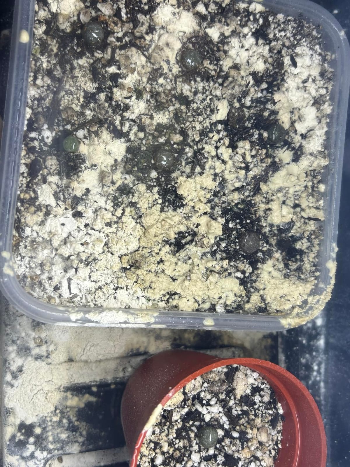 Seed Starter Tray with Grow Light and Heated Base for Faster Germination customer photo 1