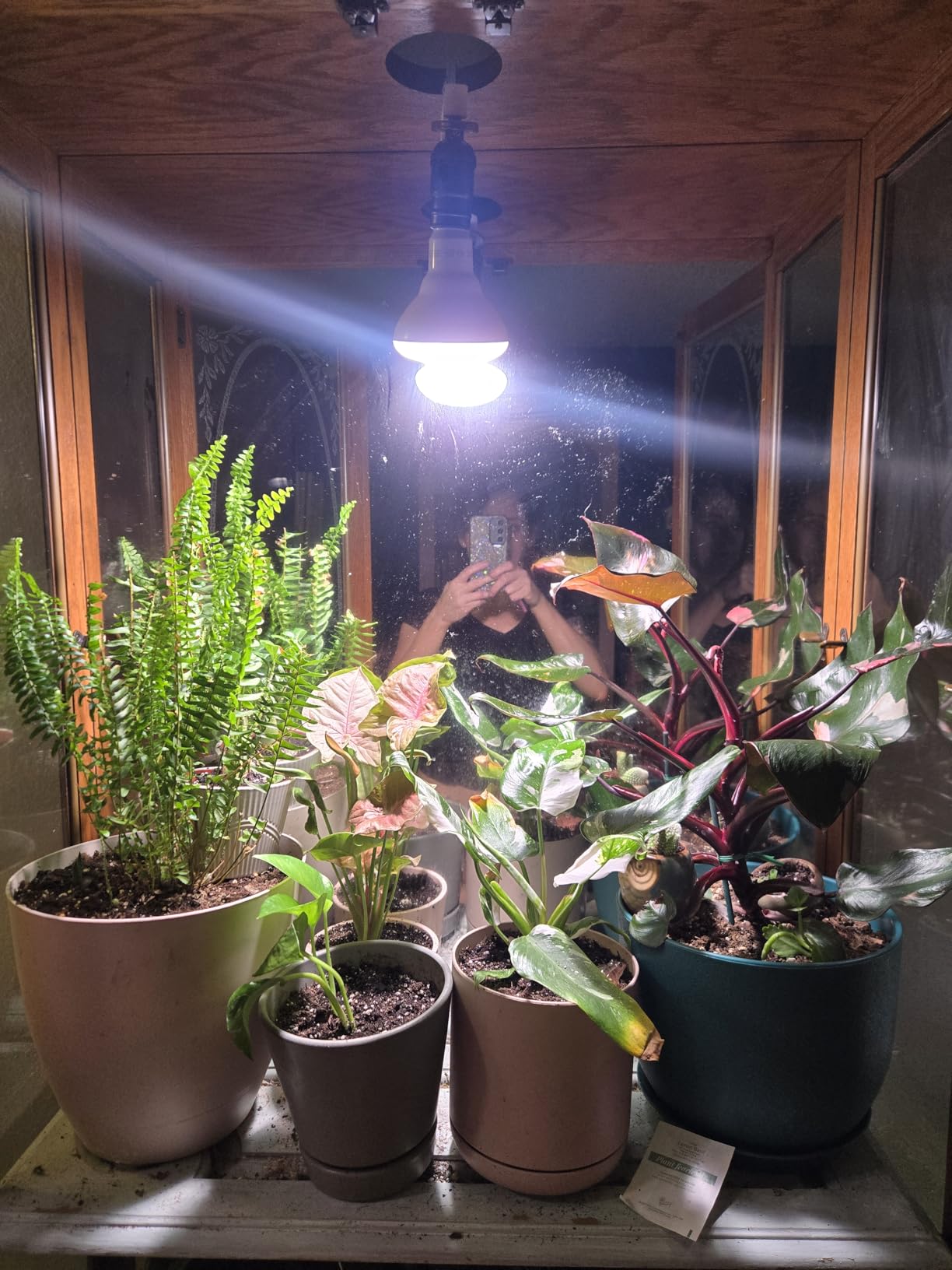GE Grow Lights for Indoor Plants, BR30 Indoor Floodlight, LED Light Bulbs for Seeds and Greens with Balanced Spectrum, 25,000 Hours Lifespan, 16 PPF, 2 Pack (Packaging May Vary) customer photo 2