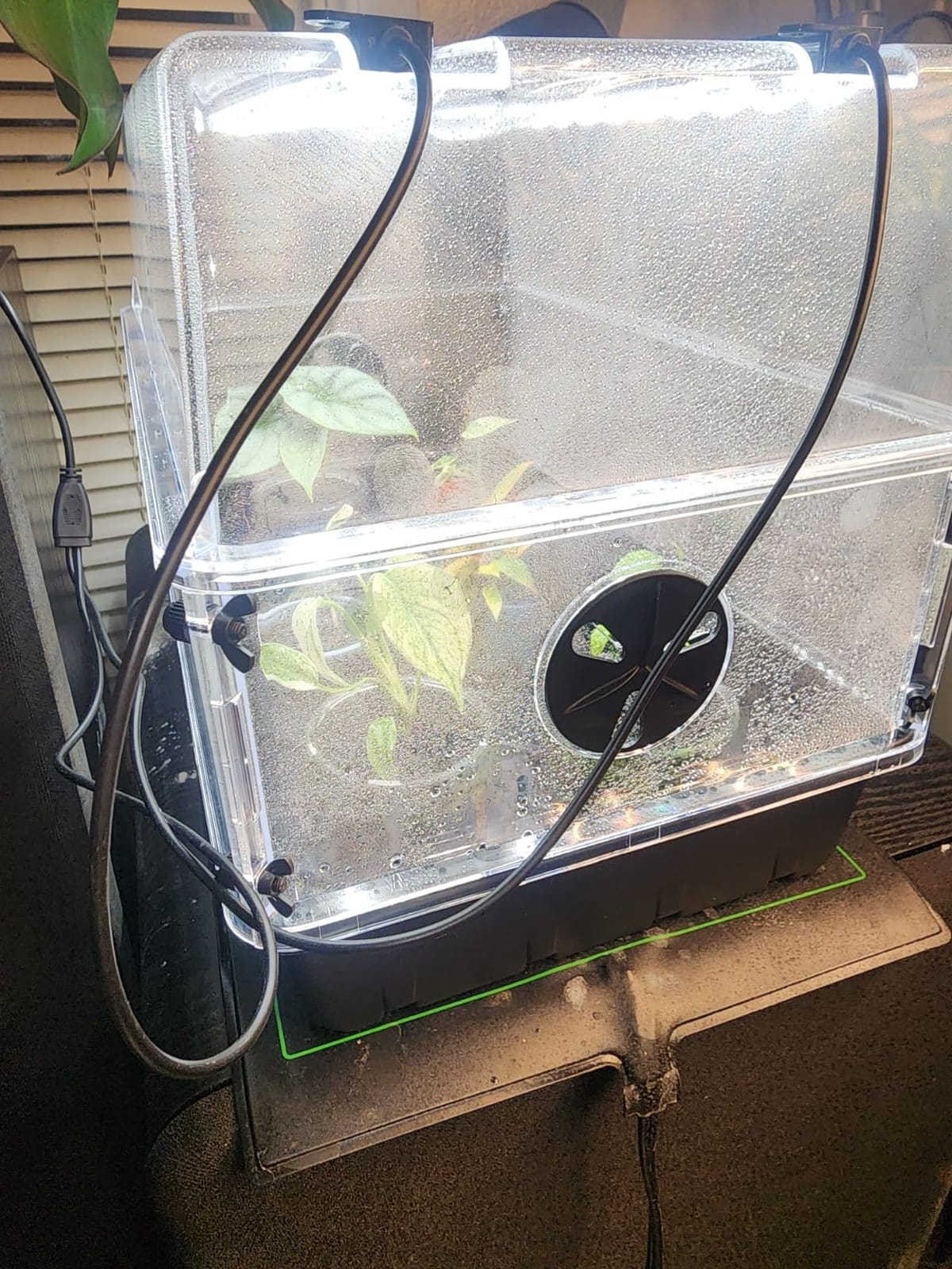 AC Infinity Humidity Dome 5x8, Heavy-Duty 3mm Seed Starter Propagation Kit customer photo 1