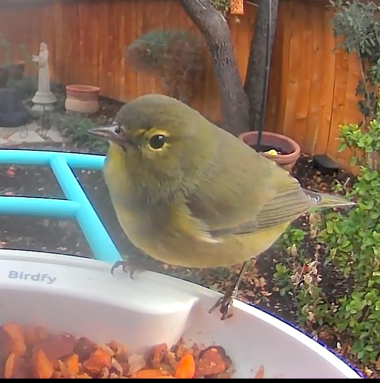 NETVUE by Birdfy Smart Bird Feeder with 2K AI Camera customer photo 1