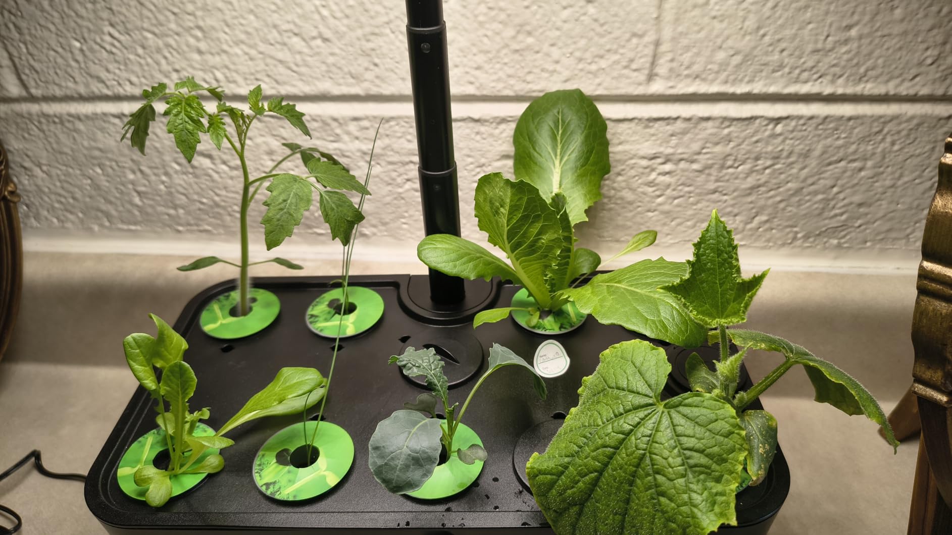 Ahopegarden Indoor Garden Hydroponics Growing System: 10 Pods Kit with LED customer photo 1