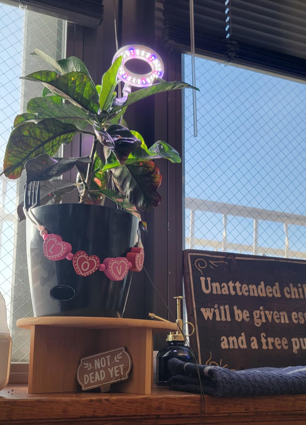 GYTF Halo Plant Grow Light, 6000K White LED Full Spectrum Growing Lamp for Indoor Plants, Succulents, Mini Bonsai, Small Plants, Height Adjustable, Dimmable & Timer 4/8/12/18Hrs customer photo 2