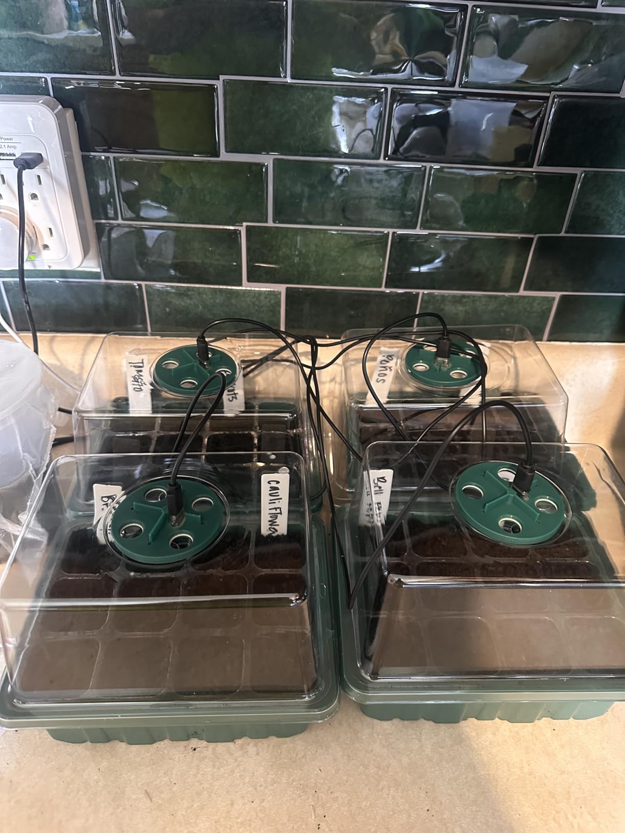 YAUNGEL Seed Starter Tray with Grow Light, 6 Pack Seed Starter Kit with Timing Controller Adjustable Brightness, Thicken Seedling Starter Trays with Humidity Domes Heightened Lids, Gift Box customer photo 1