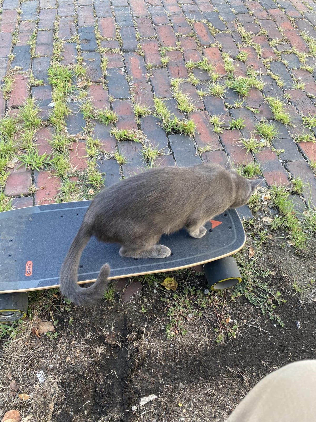 MEEPO Mini Series Electric Skateboard with Remote, Up to 26-32 MPH Top Speed, 11-24Miles Range,330 Pounds Max Load, 30-34 Inches Maple Cruiser for Adults and Teens, Mini5 MINI3 Max Edge Flow customer photo 2
