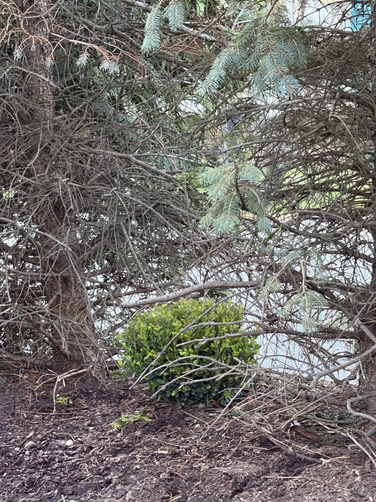 Proven Winners Sprinter Boxwood, Live Evergreen Shrub, 3 Gallon customer photo 2