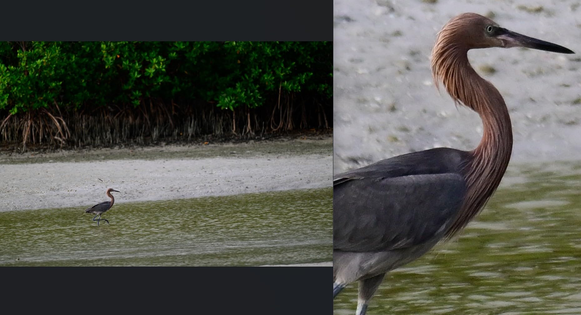 NIKON NIKKOR Z 180-600mm f/5.6-6.3 VR customer photo 2