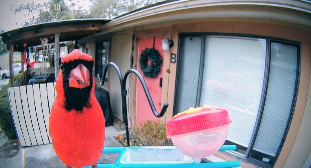 birdsnap® TUC Bird Feeder with Camera Solar Powered 2K Video with 32GB Card customer photo 1