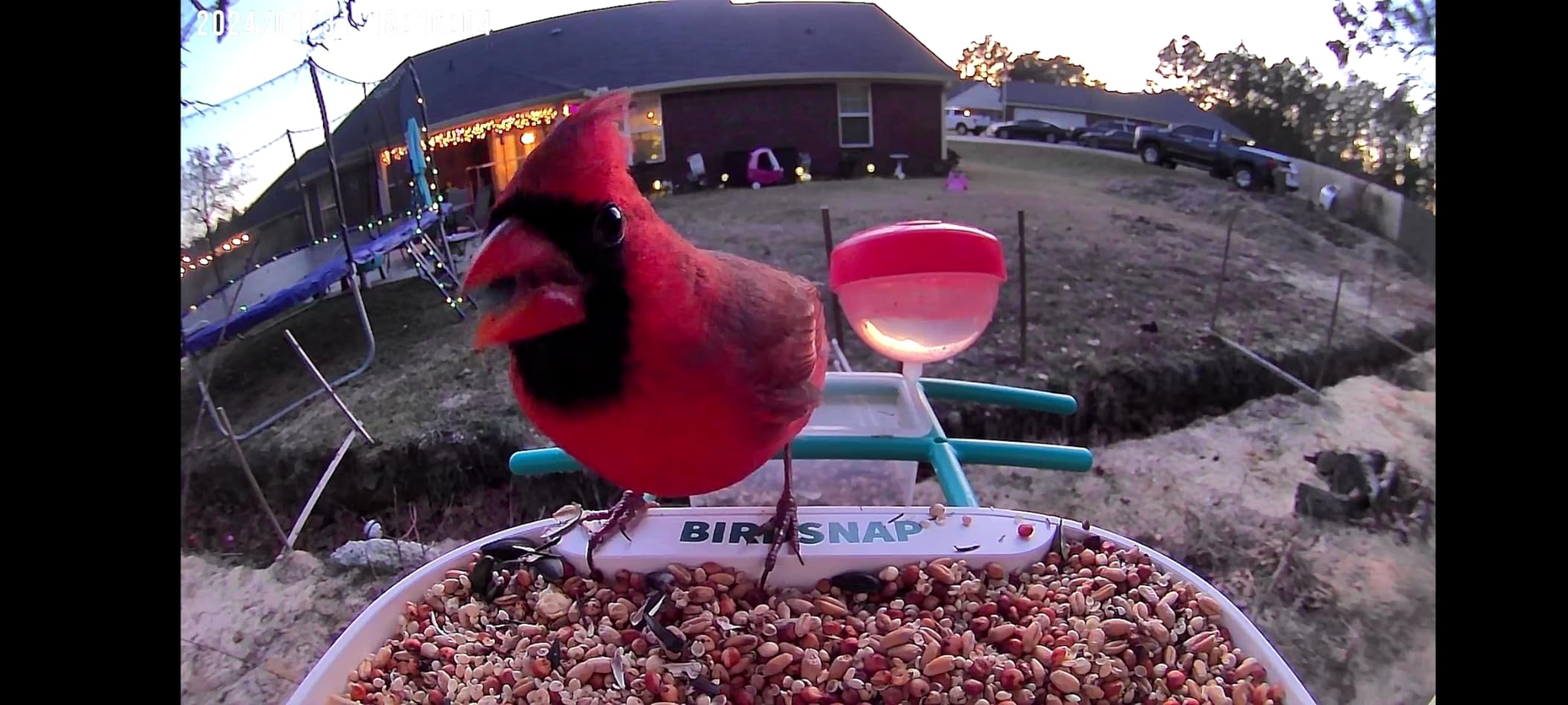 birdsnap® TUC Bird Feeder with Camera Solar Powered 2K Video with 32GB Card customer photo 2
