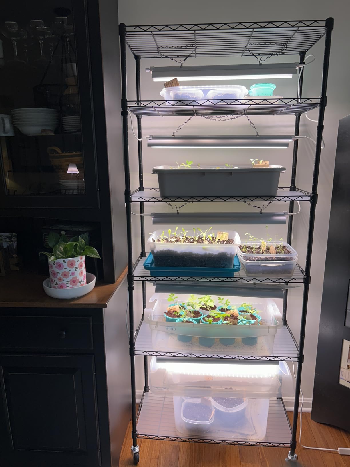 Barrina CX2 Plant Stand with Grow Lights, 6-Tier, 150W, 29.5x13.8x71IN customer photo 1