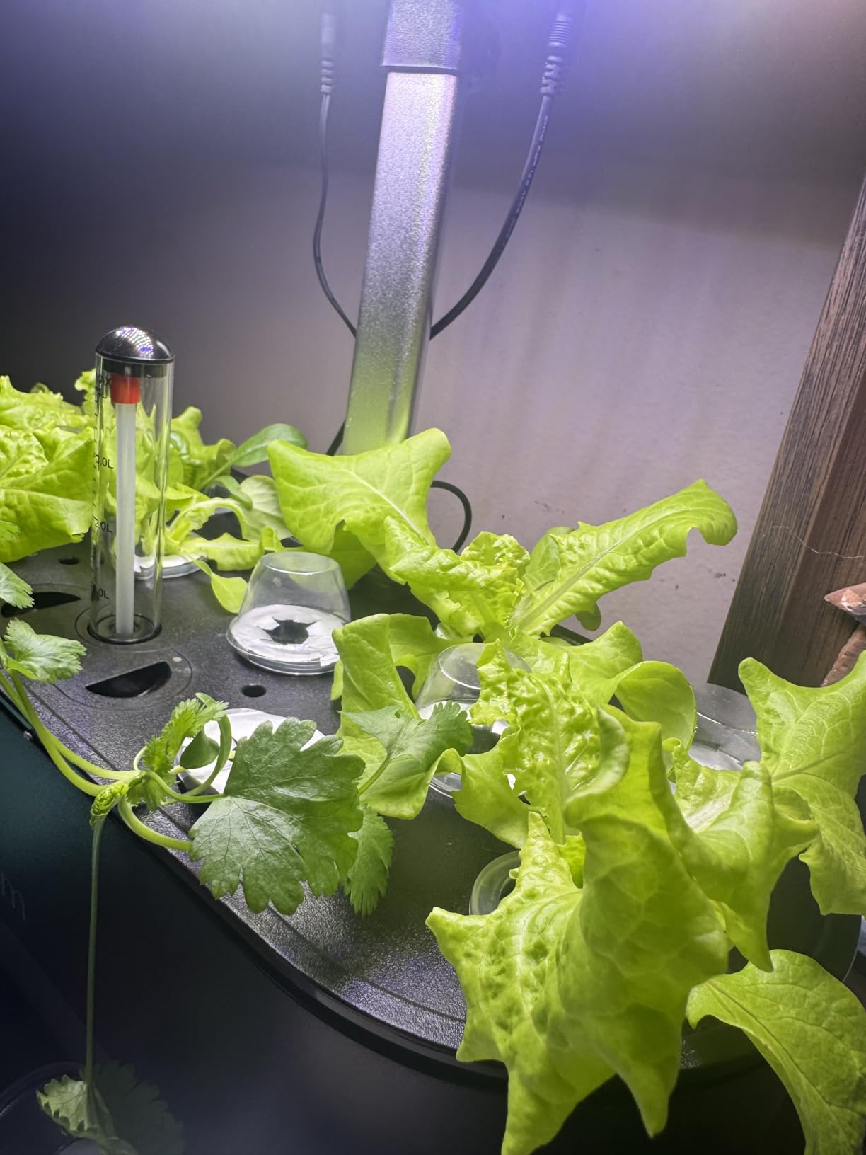 inBloom 12 Pods Hydroponics Growing System Indoor Garden with LED Grow Light and Pod Kit, Plants Germination Kit with 4.2L Water Pump Accelerate, Height Adjustable, Gardening Gifts for Women, White customer photo 1