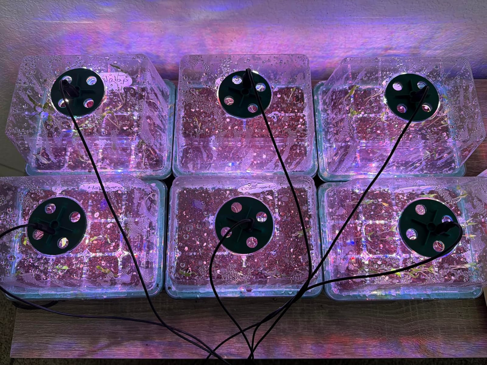 Seed Starter Trays with Grow Lights and Heat Mat, 72 Cells Seed Starter Kit with Lights, 3 Lighting Mode, 4 Timing Set, Germination Kit for Seed Starting Trays with High Humidity Control Domes customer photo 2