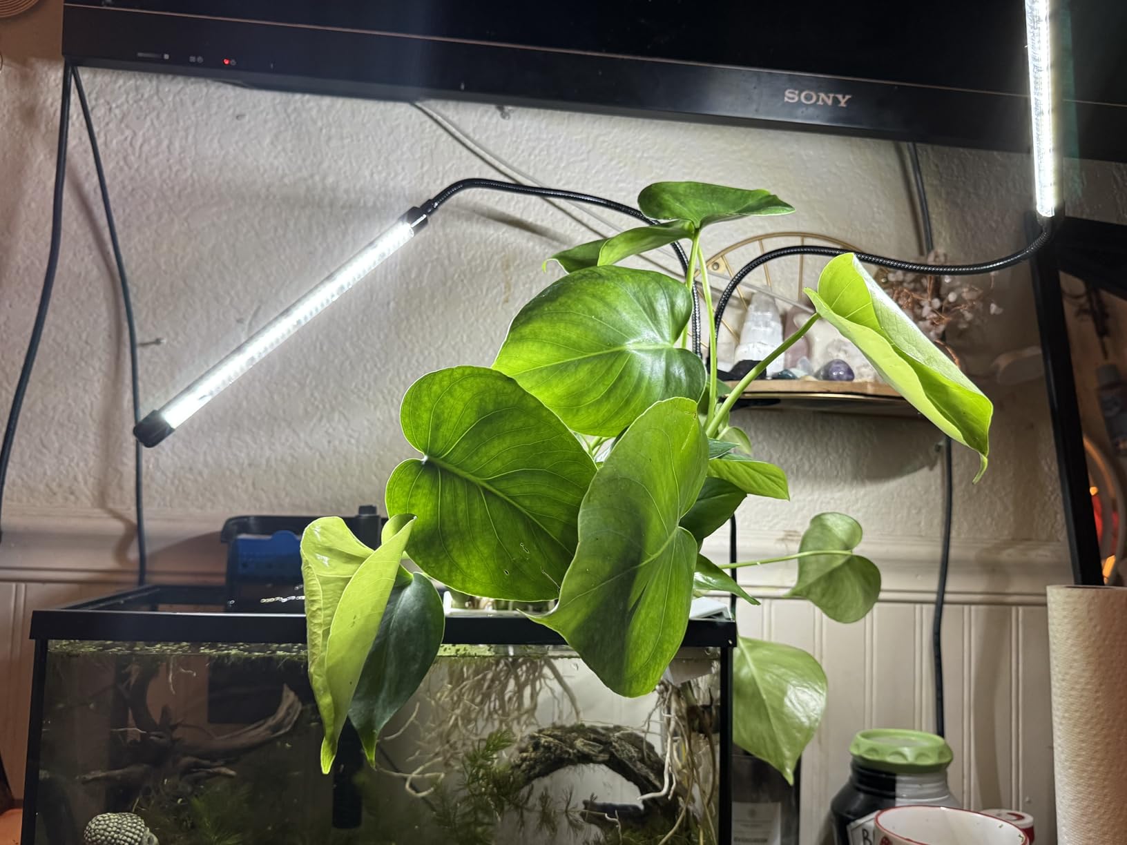 EWPJDK Grow Light 6500K Full Spectrum Plant Grow Lights 84 LED Plant Light with Clip Grow Lamp for Indoor Plants Growing Lamps(1PCS) customer photo 2