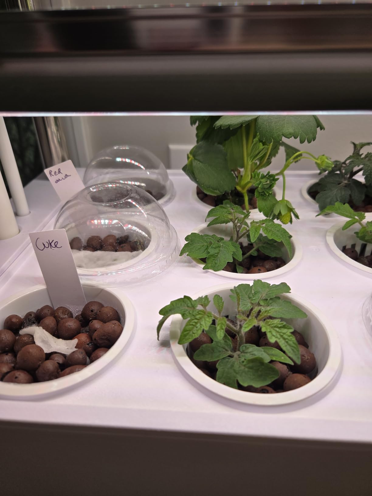 3-Tier Hydroponics Growing System, 72 Pods with LED Grow Lights customer photo 1