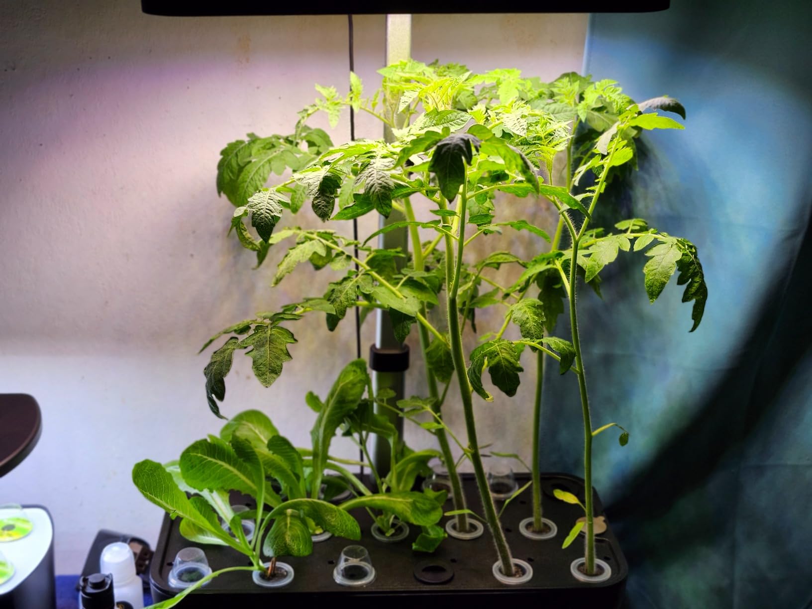 Hydroponics Growing System Kit, 17 Pods Herb Garden with 102 28W Full-Spectrum Grow Lights & 2 Fans, Indoor Garden with Water Pump, 10L Water Tank, Auto Timer, Height Adjustable (Black & White) customer photo 2