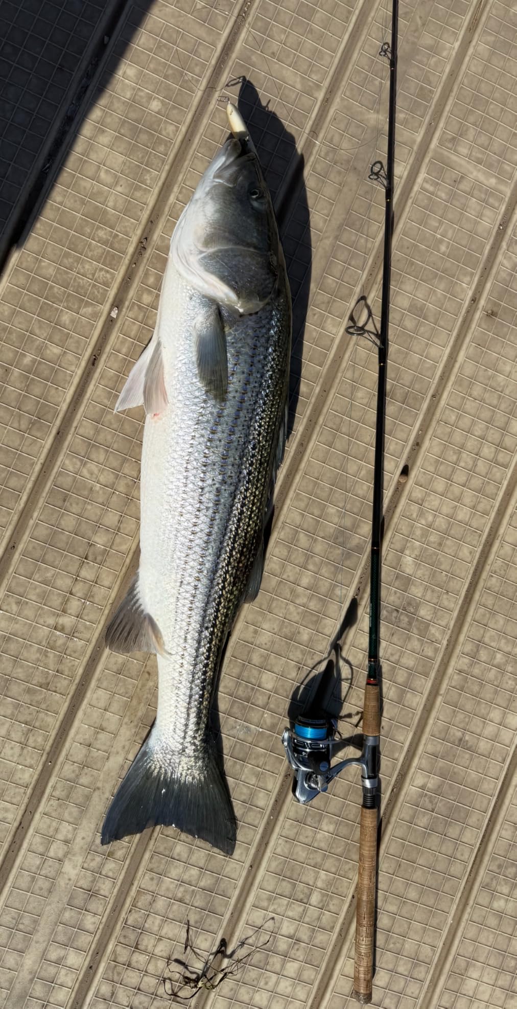 Piscifun NautiX Spinning Reel, Aluminum Body, 33lb Max Drag customer photo 2