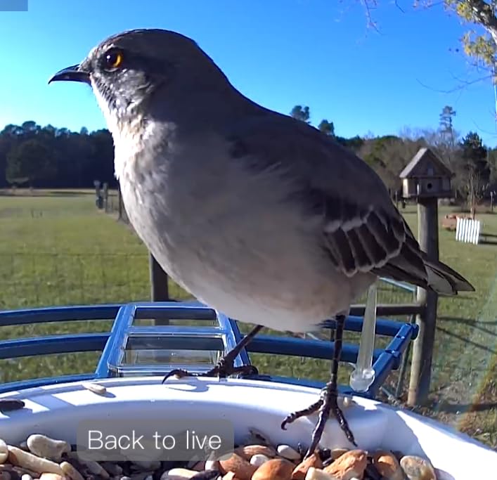 Fazoxo Bird Feeder with Camera,Birds House Camera,Solar Powered,AI Bird ID customer photo 2