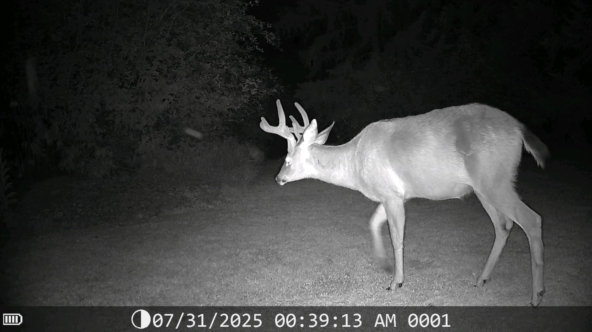 DEATTI Trail Camera 48MP 4K Game Camera with 8 Batteries 32GB SD Card,WiFi Bluetooth Connection,Trail Cameras with Night Vision Motion Activated Waterproof for Wildlife Deer Outdoor 0.1s Trigger Time customer photo 2