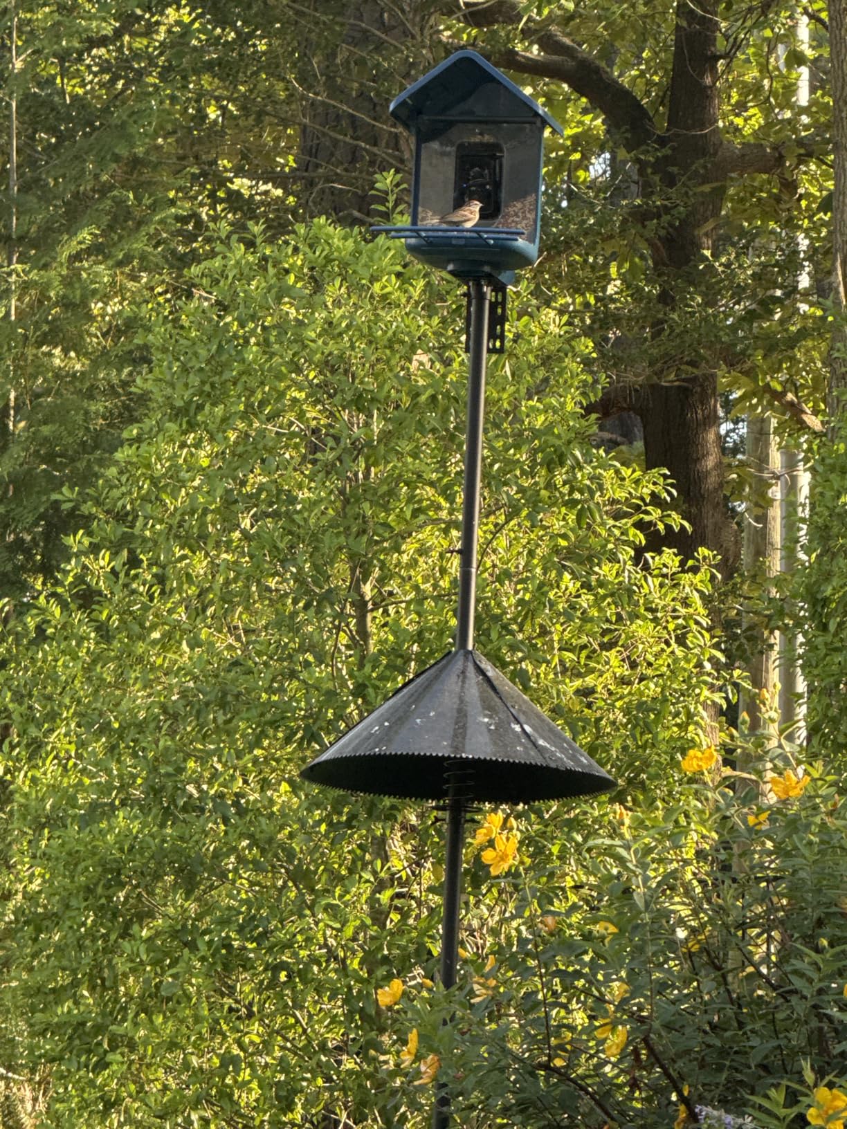 Smart Bird Feeder with Camera Solar Powered, 2K Live Stream for Backyard customer photo 1
