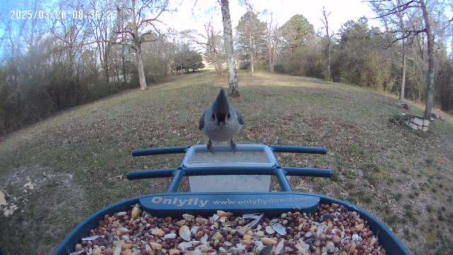 Smart Bird Feeder with Camera Solar Powered, 2K Live Stream for Backyard customer photo 2