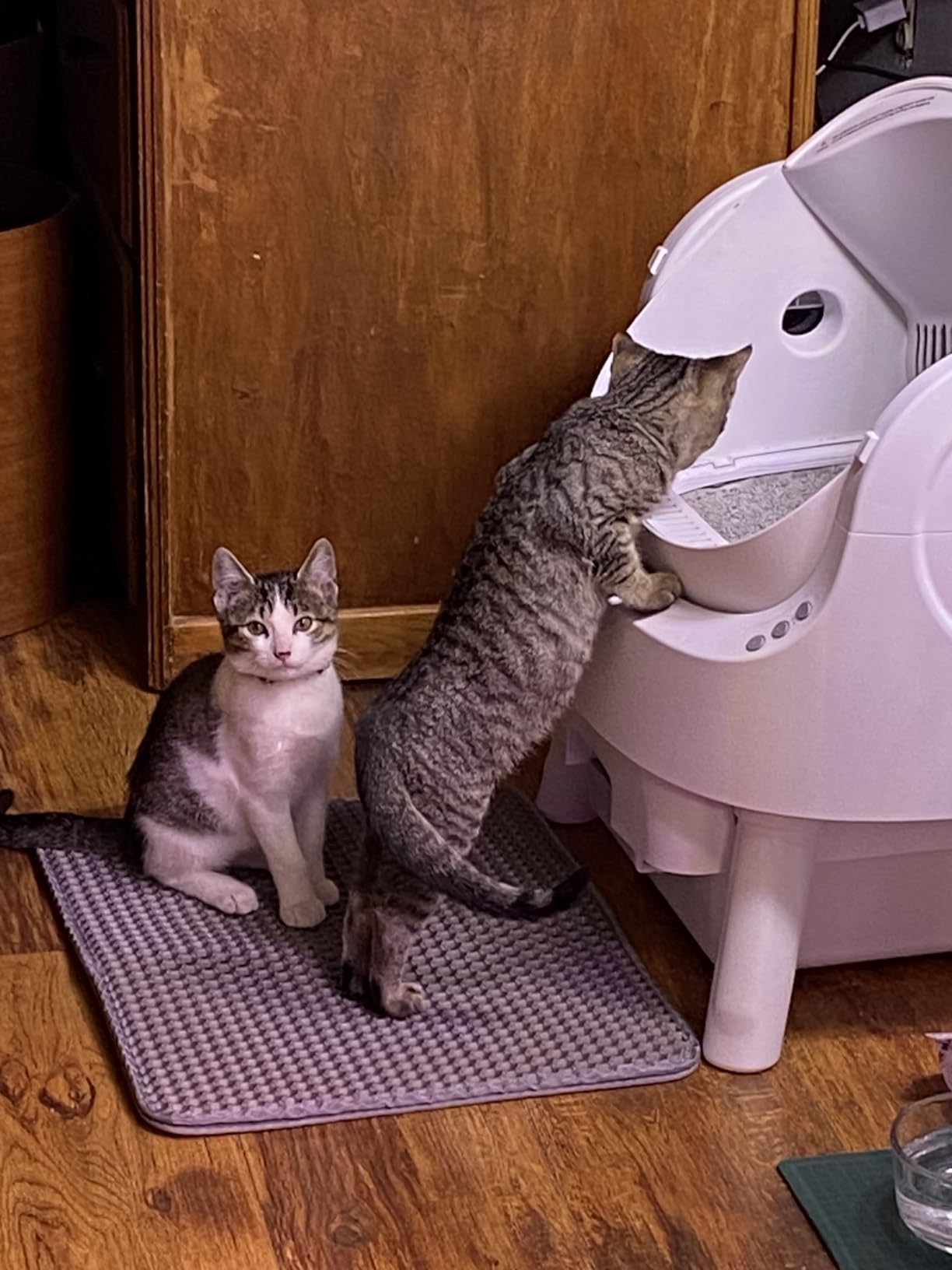 PetPivot Self Cleaning Litter Box, Open Top Automatic Litter Box for Multiple Cats, Multiple Layer Safety Protection, Liners and Mat Included, White customer photo 1