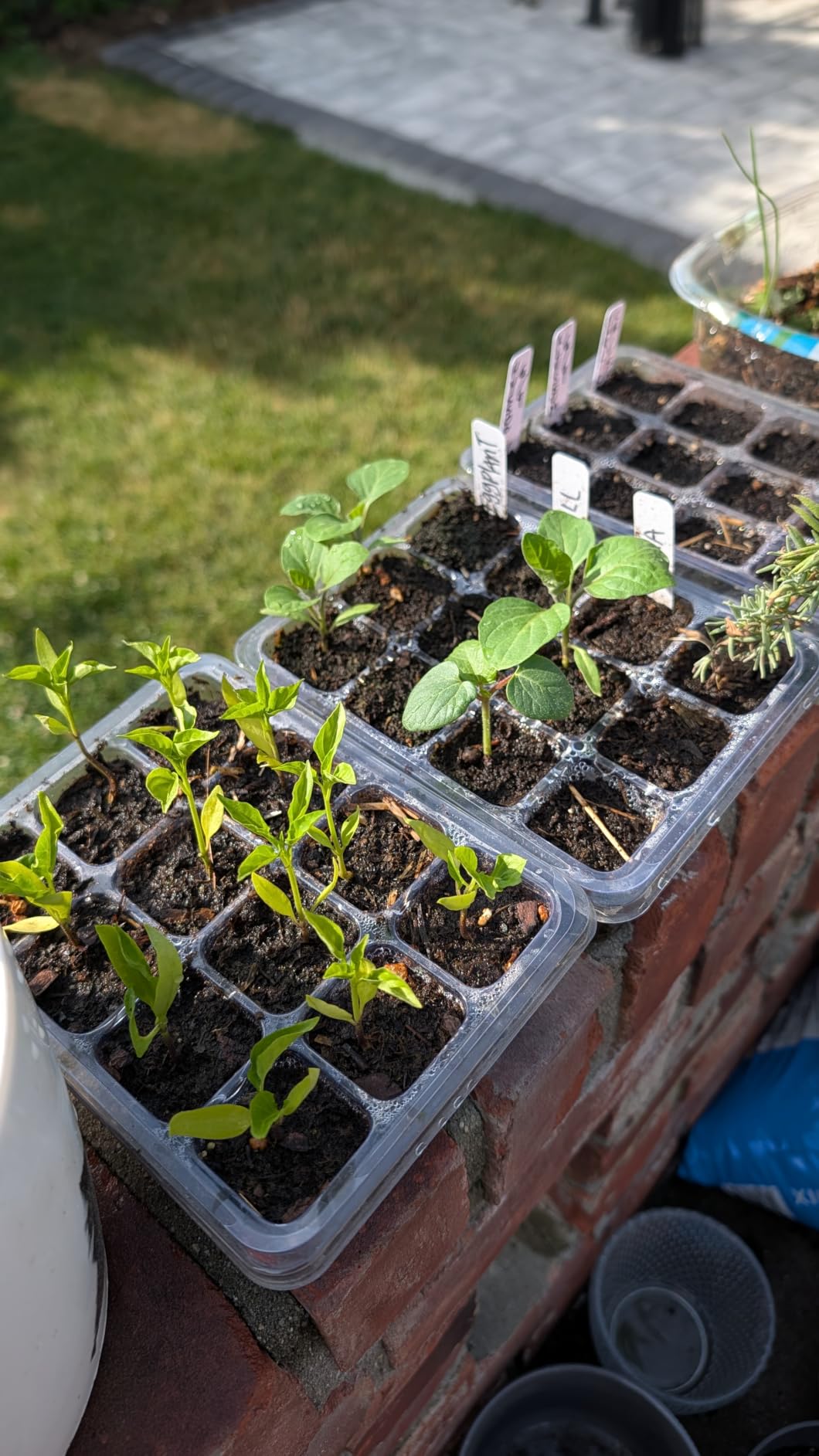 Bonviee 5-Pack Seed Starter Trays, Humidity Dome, Base, 12-Cell Tray, Green customer photo 2