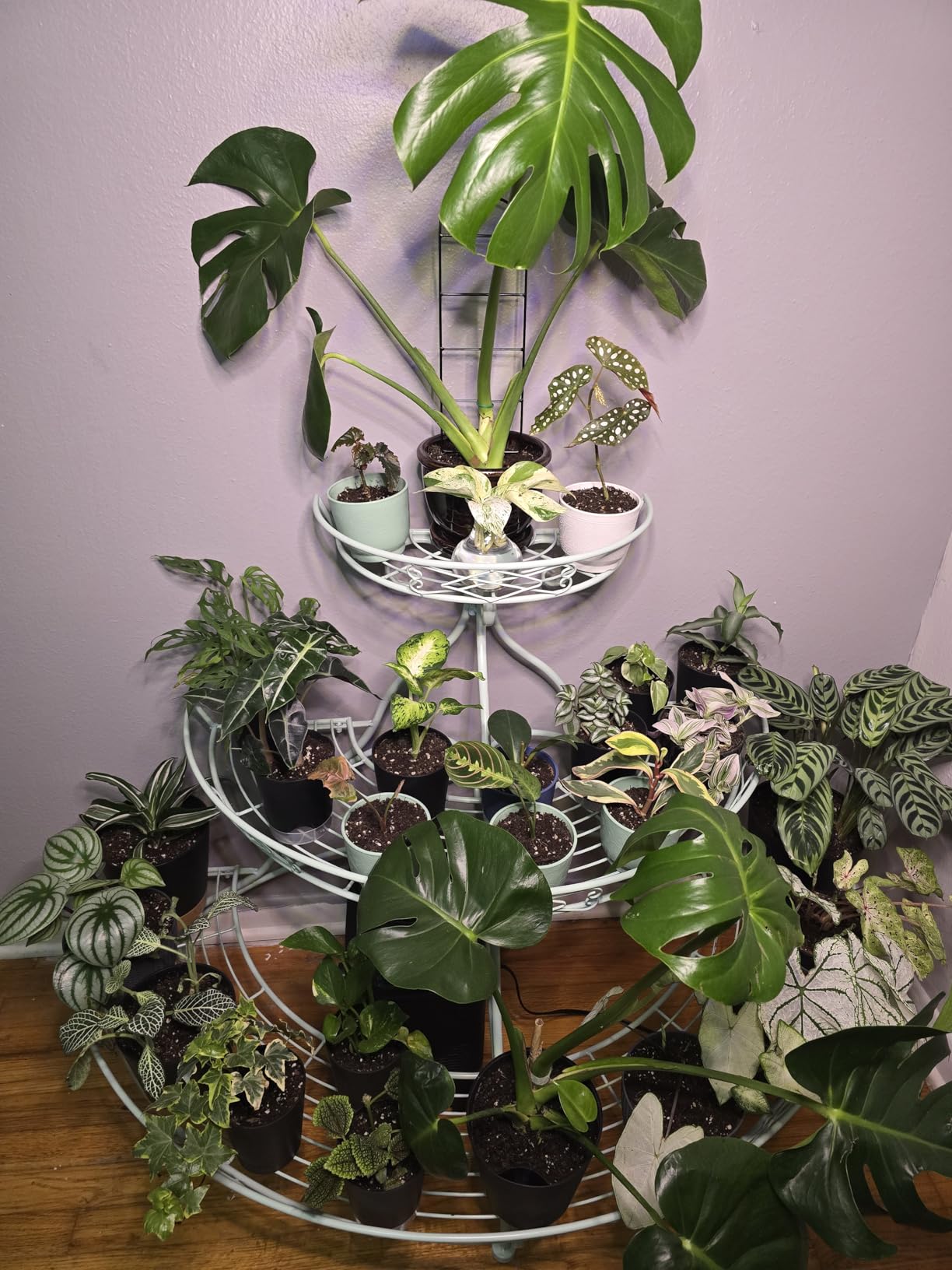LBW Grow Light with Stand for Indoor Plants, 8