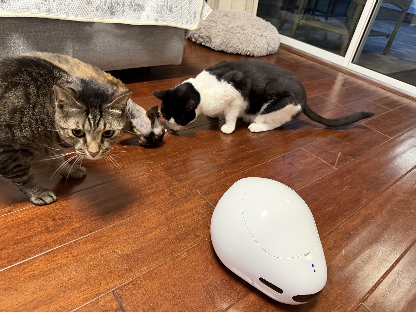 Pet Camera Robot with Treat Dispenser & Laser, Moving Cat Robot Camera for Dogs and Cats with Two-Way Audio, App Remote Control, Auto Recharge, Night Vision customer photo 2