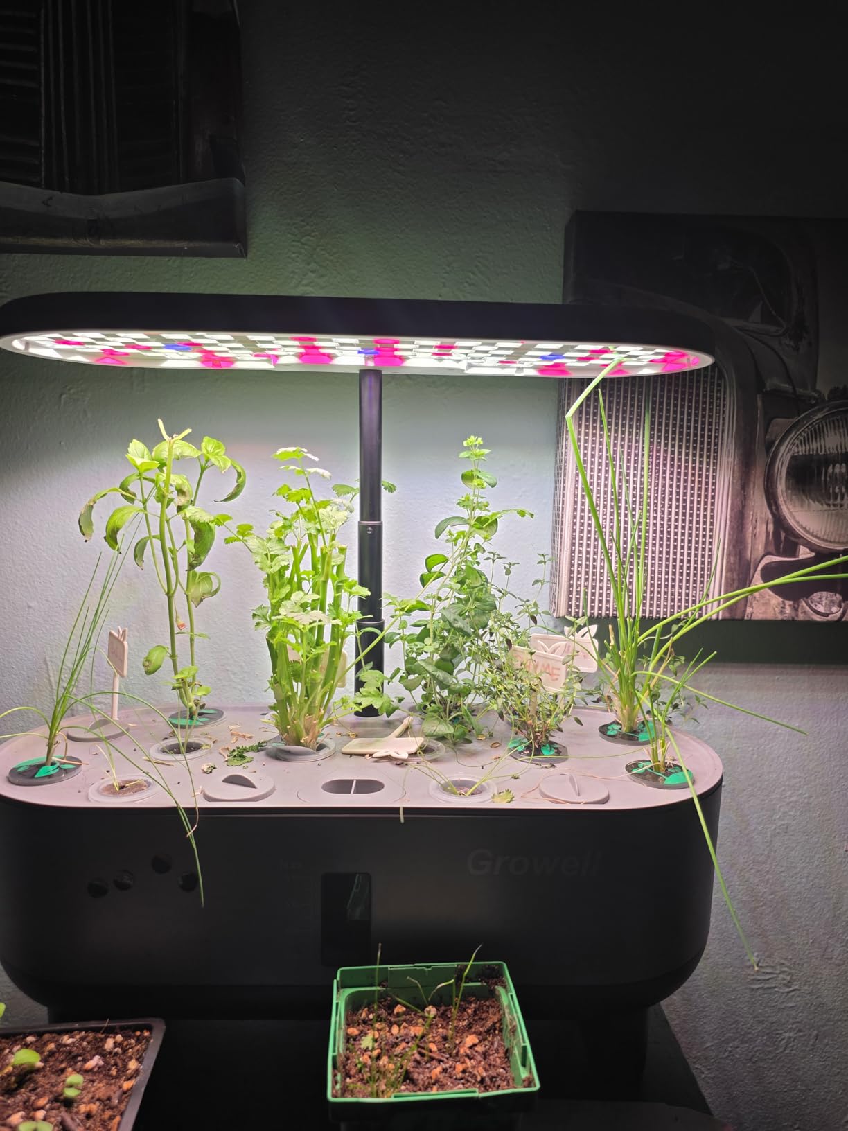 Growell Hydroponics Growing System Kit, 16 Pods Indoor Garden with 28W Full Spectrum LED Grow Light, Auto Timer, 3 Smart Light Modes, 8L Large Herb Garden, Ideal Gardening Gift for Women, Men (Gray) customer photo 1