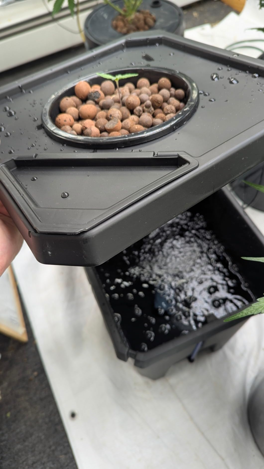 Spider Farmer DWC Hydroponics Growing System Kit 2 Buckets for Indoor Plant customer photo 2
