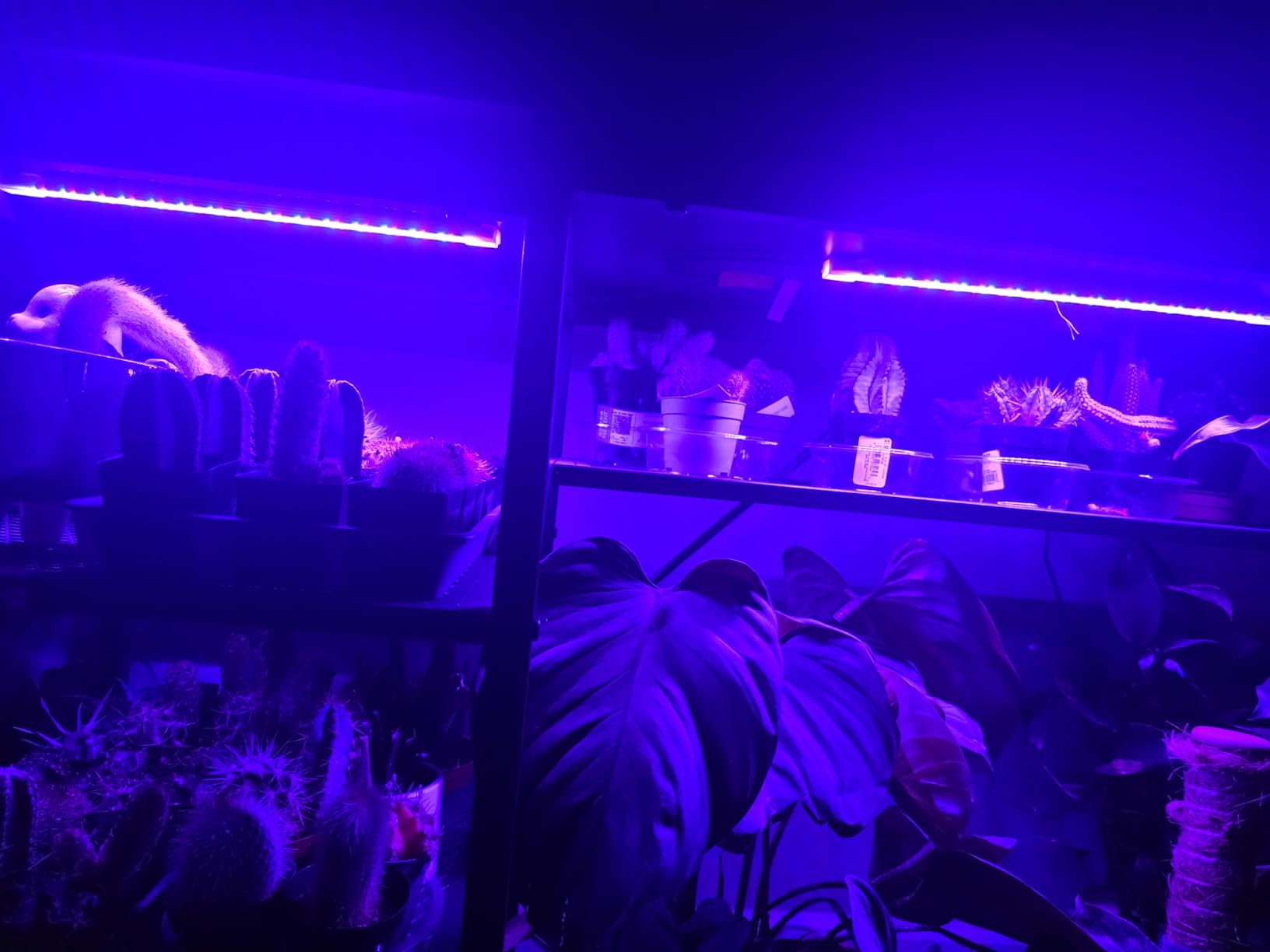 LED Grow Light Strips, Grow Lights for Indoor Plants Full Spectrum 3000K, Plant Light Bar with 3/9/12H Timer, 10 Dimmable Levels for Seedling Succulent,Best Match for Plant Shelf(3 Head×2 Pack) customer photo 1