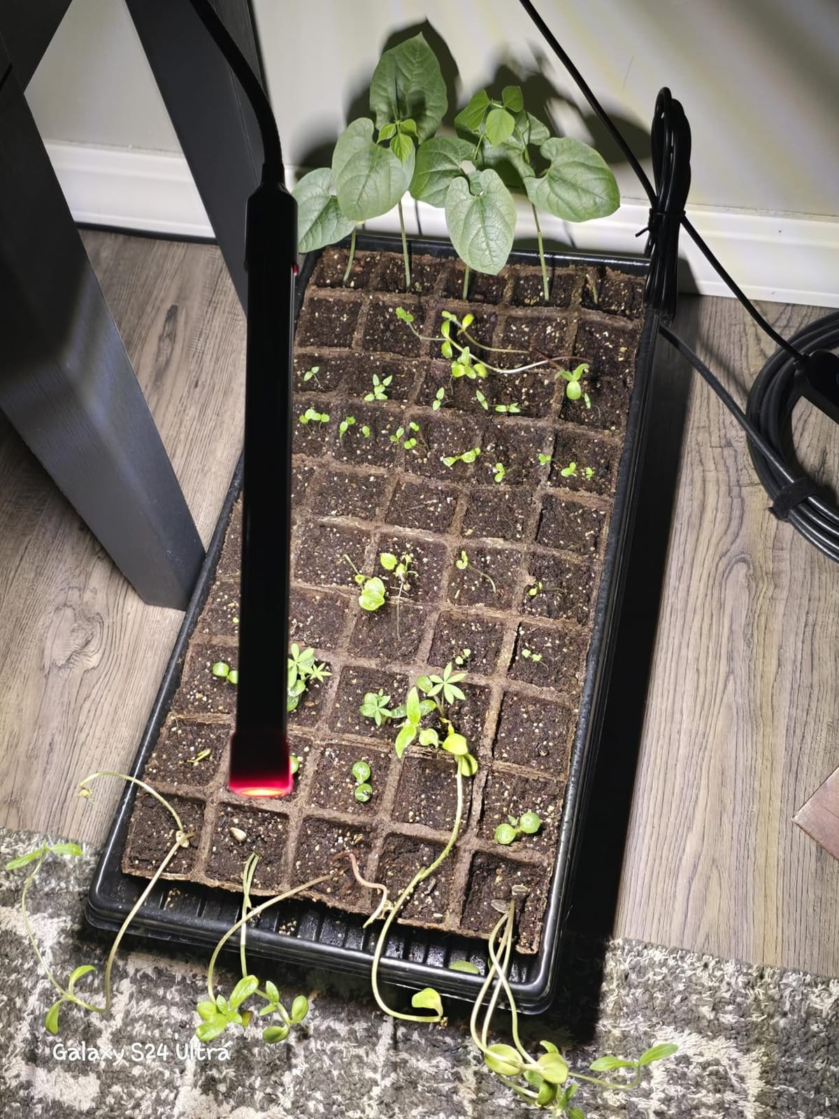 Game Changer! FECiDA 2026 3Pack Clip on Grow Lights for Single Pot Plant customer photo 1