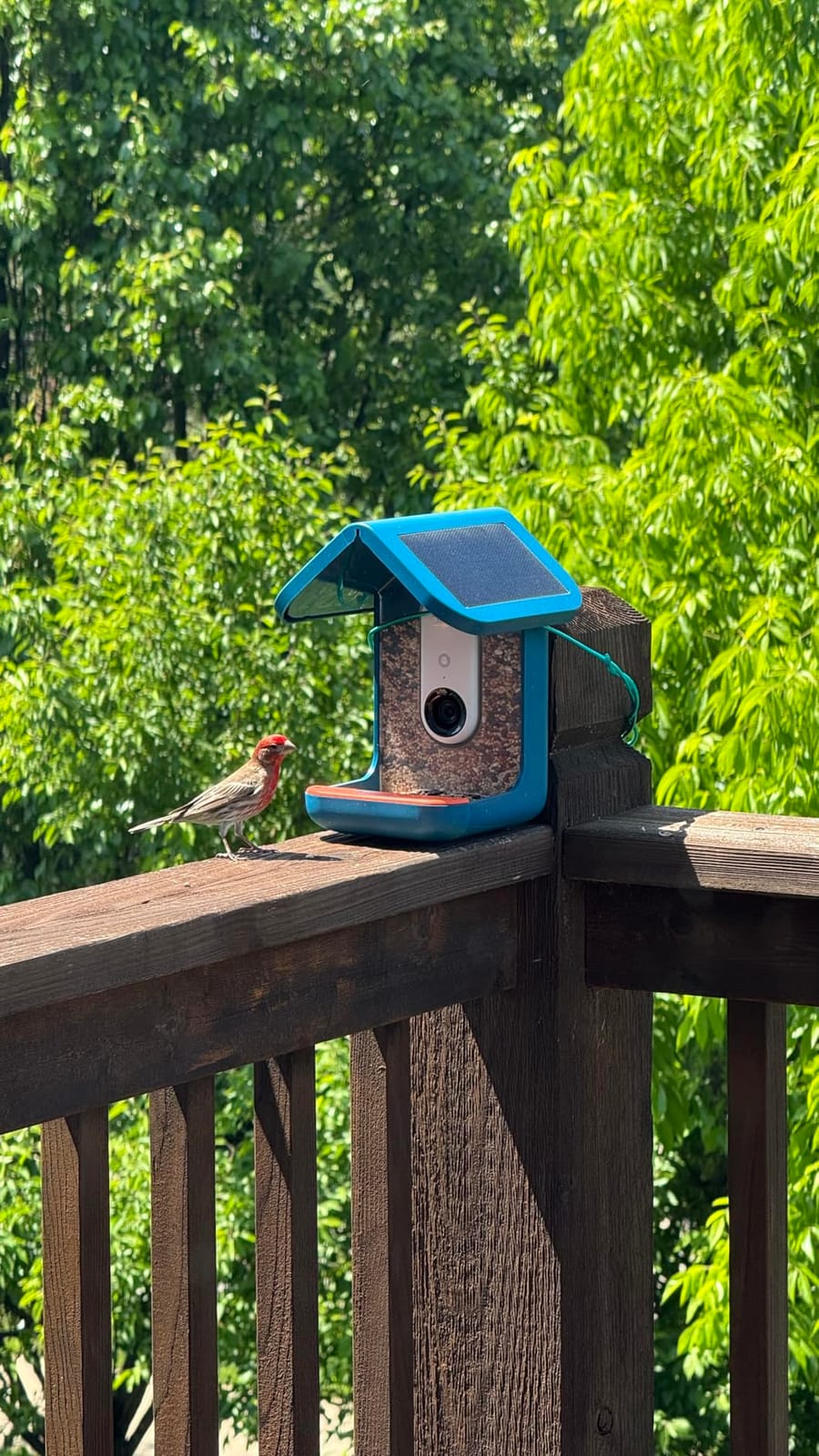 Birdbuddy Pro Solar Smart Bird Feeder with Camera, AI Bird ID, 2K Video customer photo 2