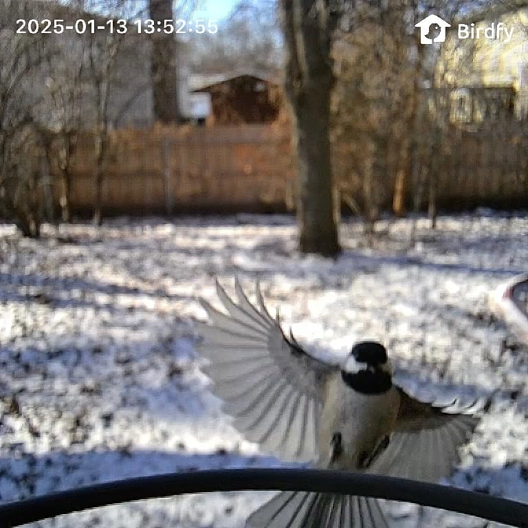 Birdfy 2 Smart Bird Feeder with Camera, Dual-Lens (2K+1080P) Camera for Live Streaming & Close-Up Photos, AI Identifies Bird Species, Solar-Powered Backyard Birdwatching Gift customer photo 2