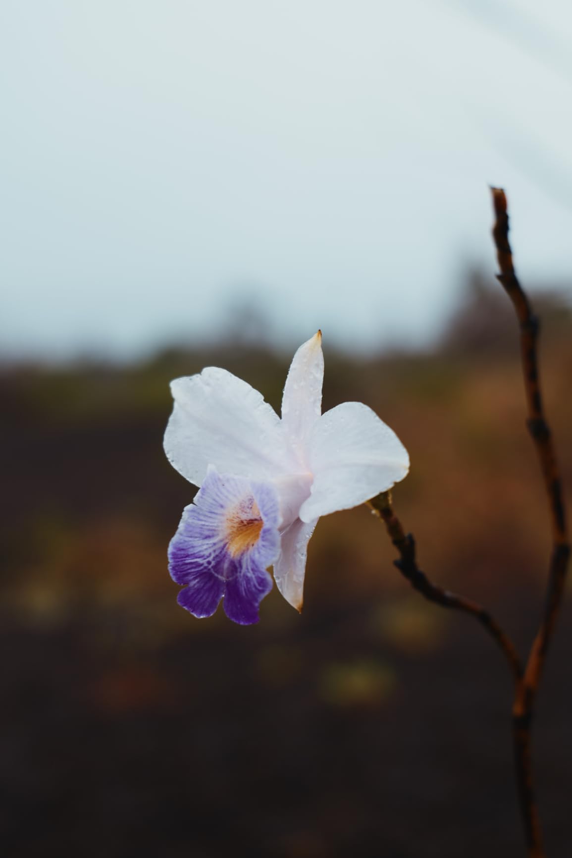 Panasonic LUMIX S9 Full-Frame Mirrorless Camera with S 18-40mm F4.5-6.3 Lens, Compact, Lightweight Body, Perfect for Social Media and Travel, DC-S9NG customer photo 1