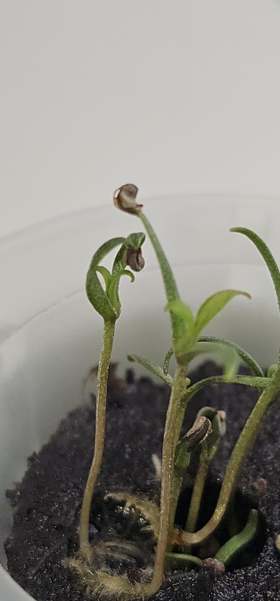 SUNCOZE Hydroponics Growing System, Compact 12 Pods Indoor Garden, Green customer photo 1