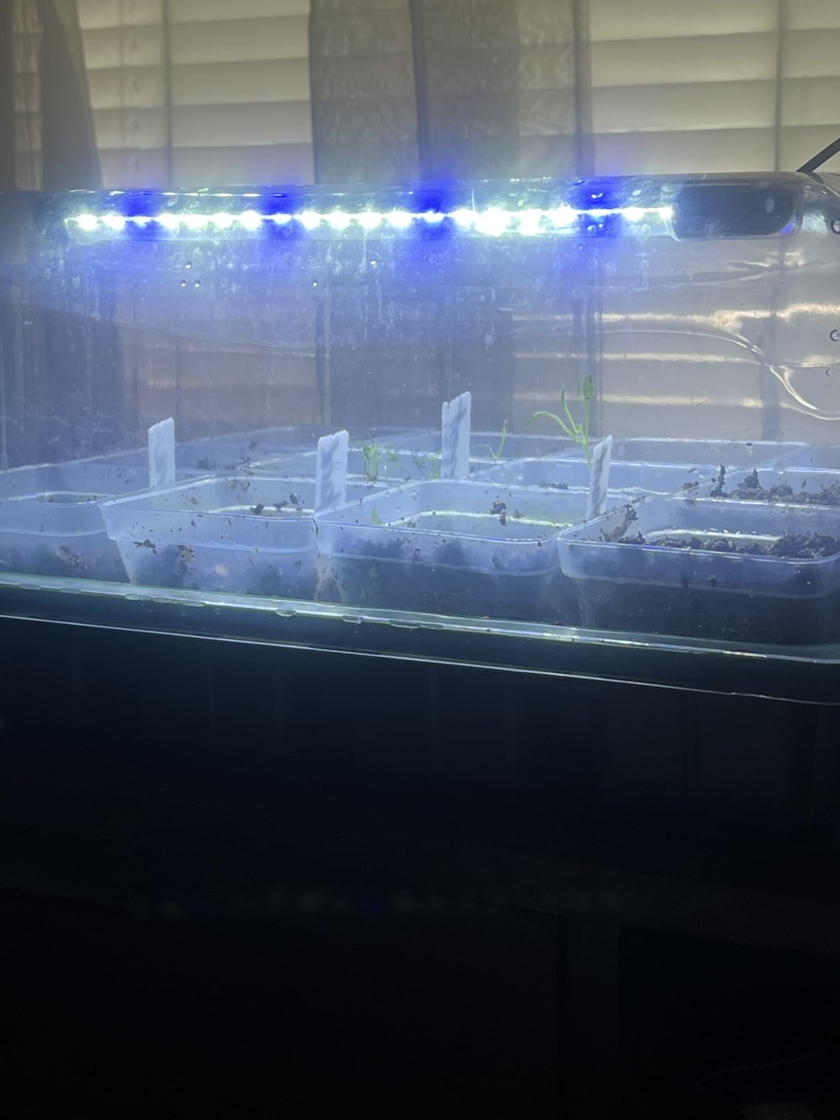12 Cell Seed Starter Kit with Grow Light Heating Mat & Silicone Pots customer photo 1
