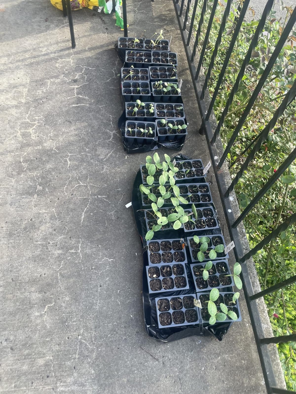 The Hydroponic City Seed Starter Trays, 216-Cell Seedling Starter Trays (36 Trays - 6 Cells Each) + Plant Stakes customer photo 1