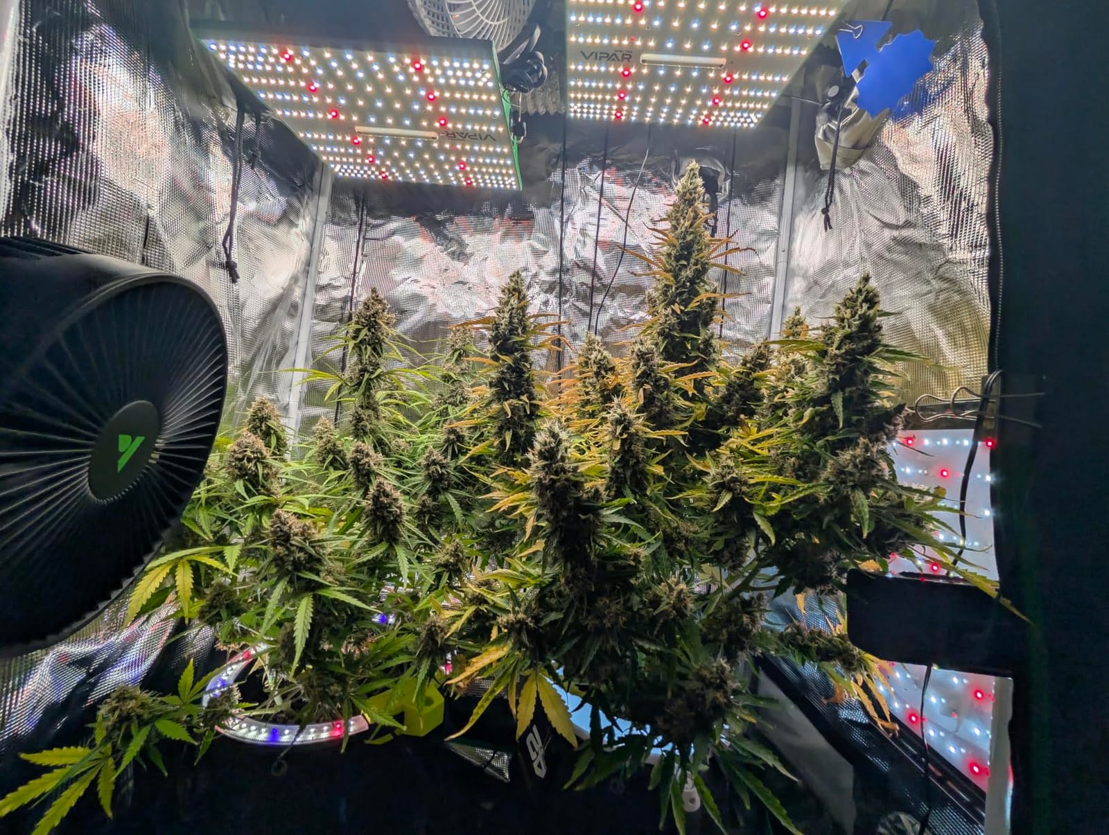 70 Watt Grow Light, Dimmable Plant Light, LED Grow Lights for Indoor Plants customer photo 1