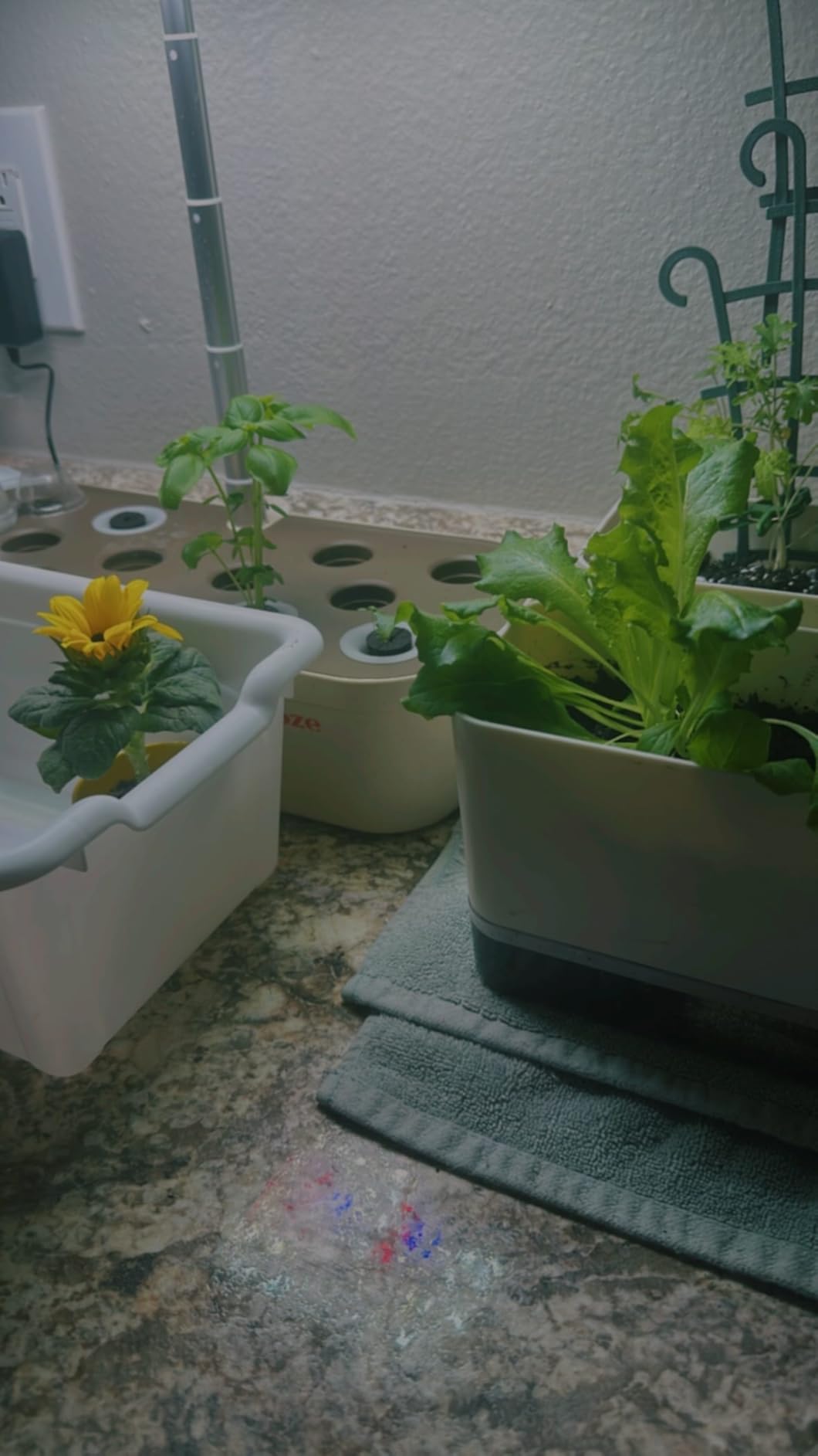 SUNCOZE Hydroponics Growing System, 12 Pods, 12.4 in Adjustable Height customer photo 1