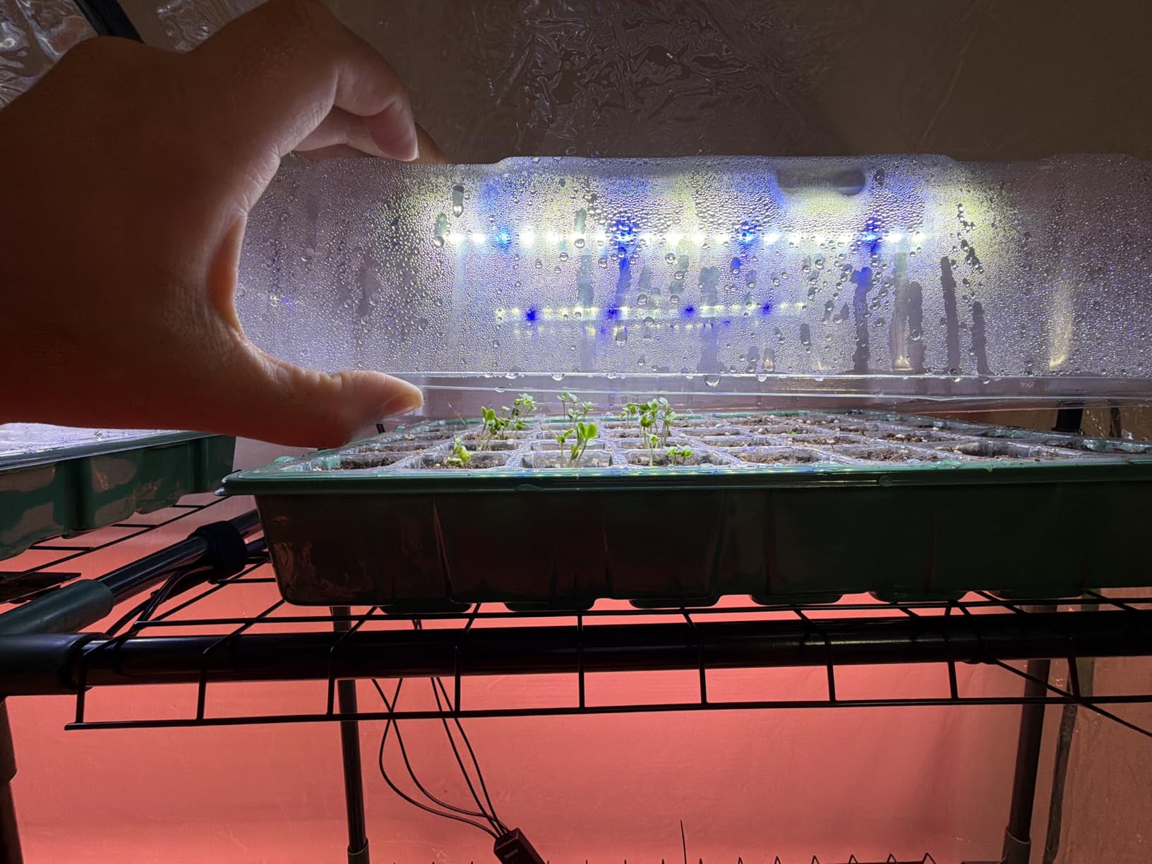 Sondiko Seed Starter Tray with Grow Light, Display Digital Controller customer photo 2