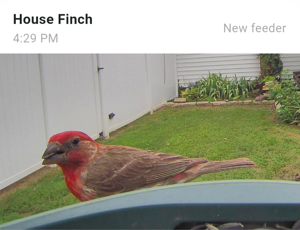 Kiwibit Smart Bird Feeder with 4K AI Camera Solar Powered, 8MP Photos customer photo 1