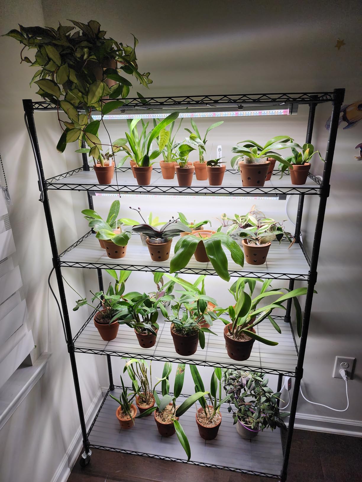 FREELICHT Plant Stand with Grow Light 5-Tier, 4×30W 5000K, 29.5x13.8x61.5IN customer photo 1