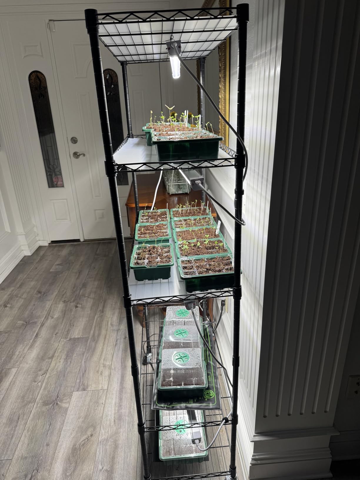 FREELICHT Plant Stand with Grow Light 5-Tier, 4×30W 5000K, 29.5x13.8x61.5IN customer photo 2