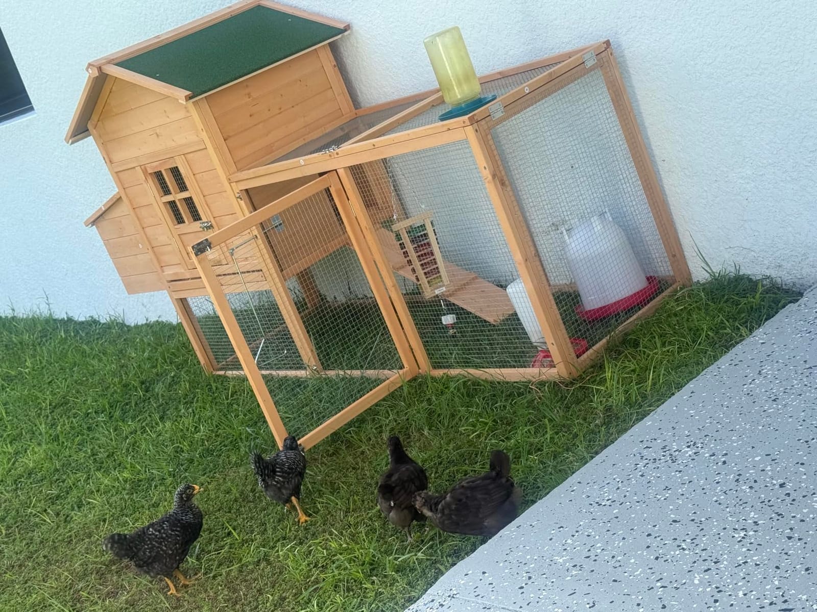 Outdoor Chicken Coop with Wheels, 79'' Mobile Chicken House for 4 Chickens customer photo 1