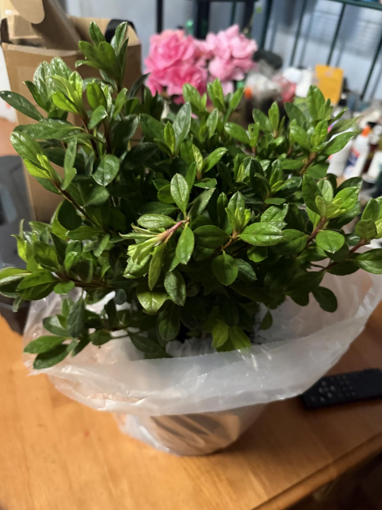 Encore Azalea 1 Gal. Autumn Majesty Azalea Shrub customer photo 1