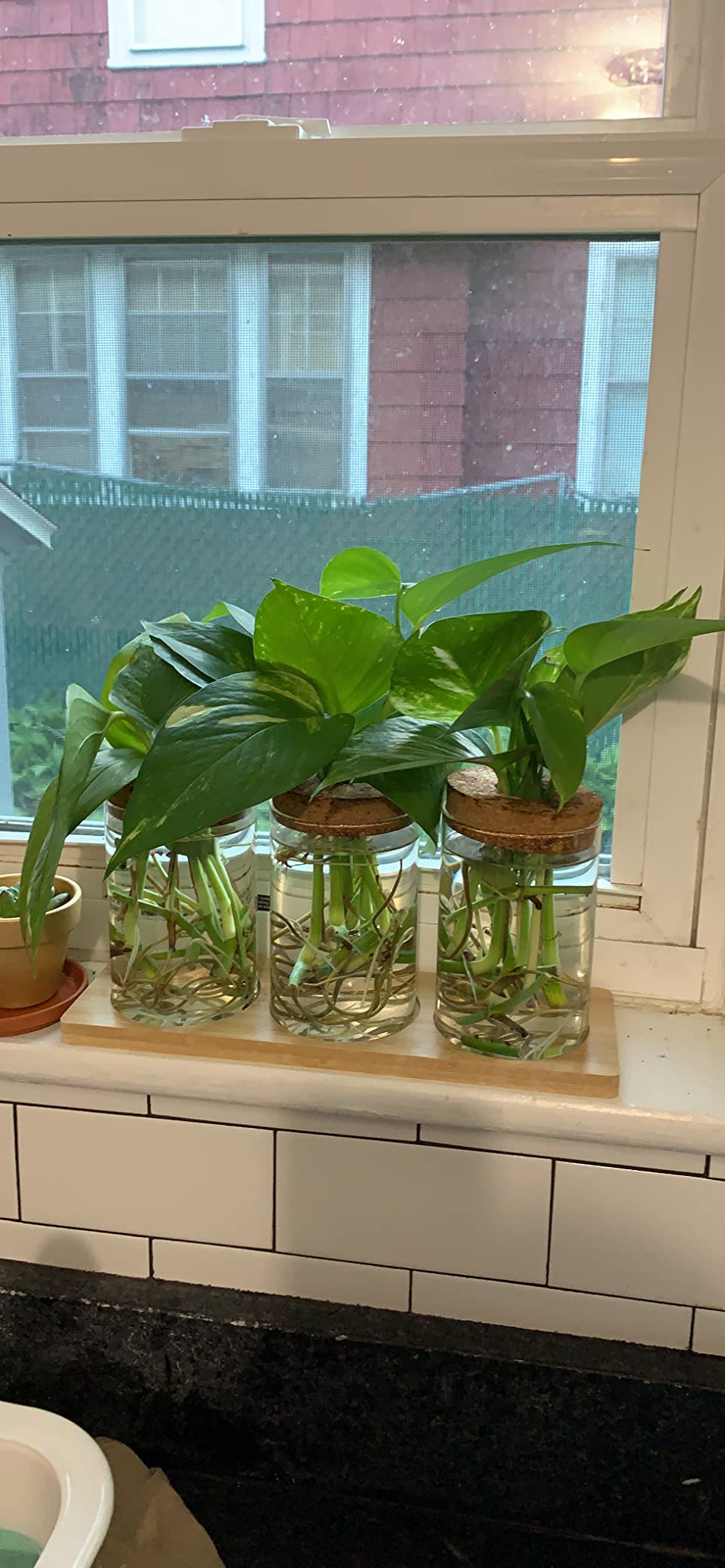 Plants Propagation Station customer photo 1