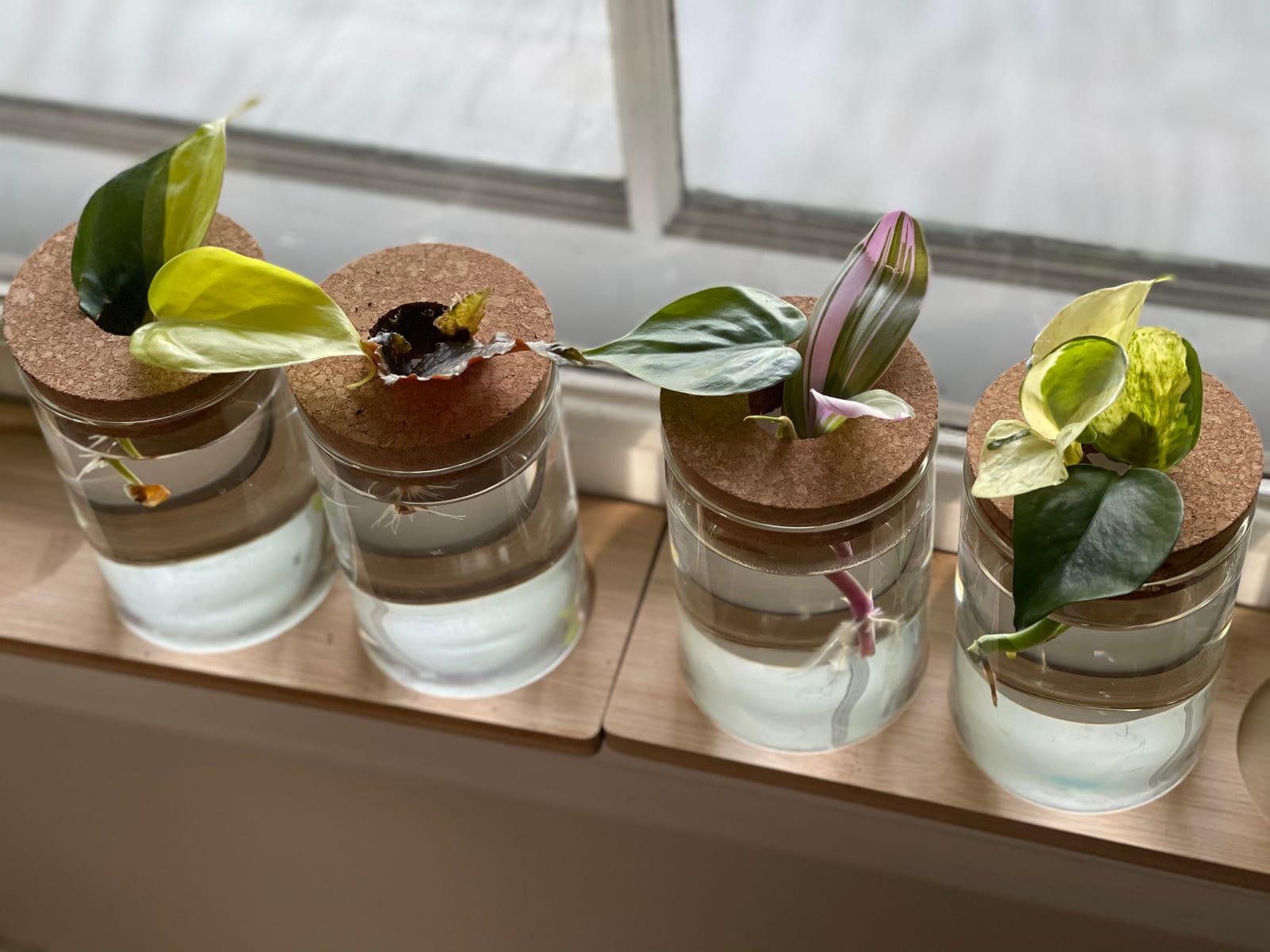 Plants Propagation Station customer photo 2