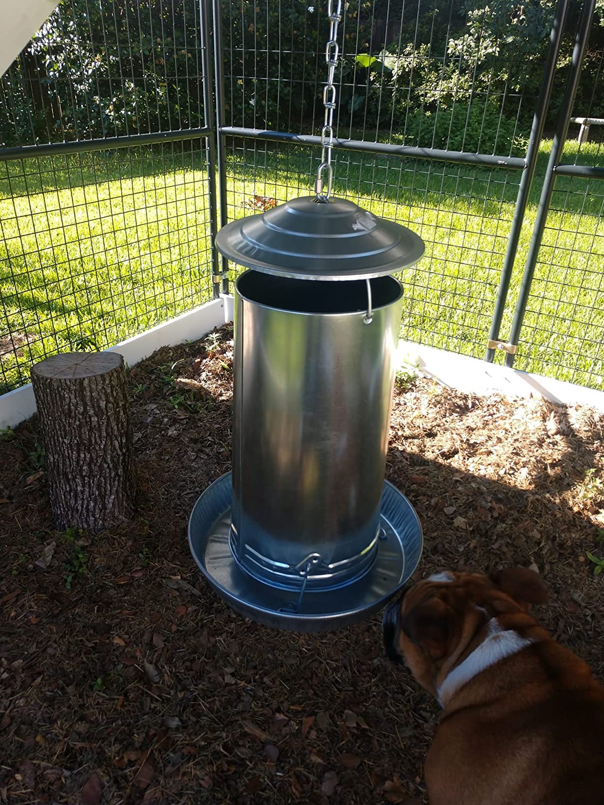 Little Giant® Hanging Metal Poultry Feeder | Chicken Feeder | Outdoor Hanging Bird Feeder | Galvanized Steel Feed Container with Hanging Handle | 40 Pound customer photo 1