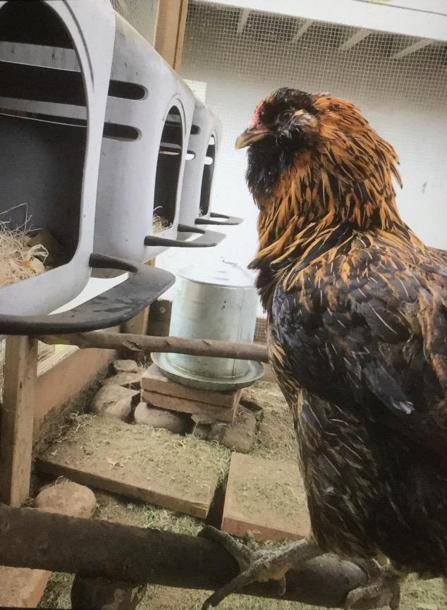 Little Giant Single Plastic Nesting Box Chicken Nest Box with Perch (Item No. 163620) customer photo 1