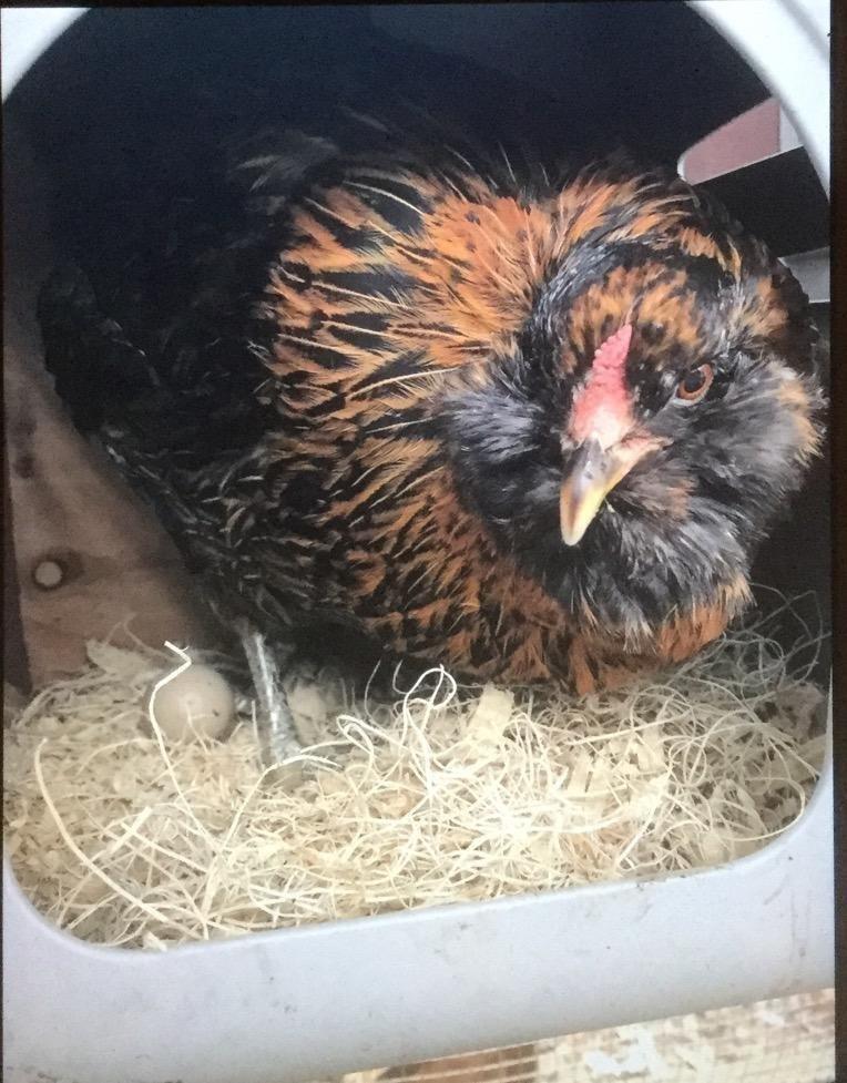 Little Giant Single Plastic Nesting Box Chicken Nest Box with Perch (Item No. 163620) customer photo 2